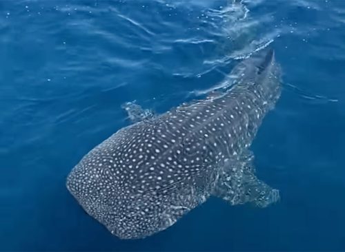 Once in a Lifetime' Whale Shark Sighting Off the Coast of San