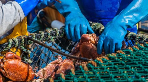 Fishermen holding live crabs while wearing gloves so they can sort the crabs into separate bins by size to be sold at market.