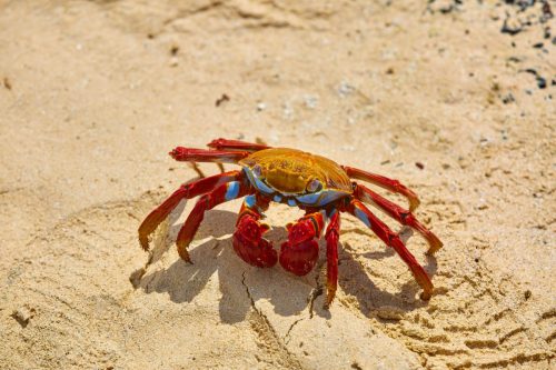 Sally Lightfoot Crab (Grapsus grapsus) on yellow sand.
