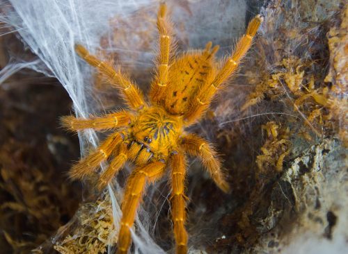 Orange Baboon Tarantula