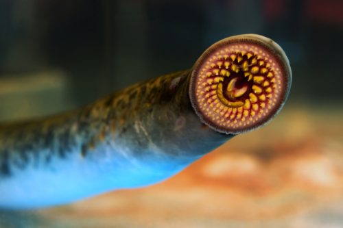 Sea lamprey.