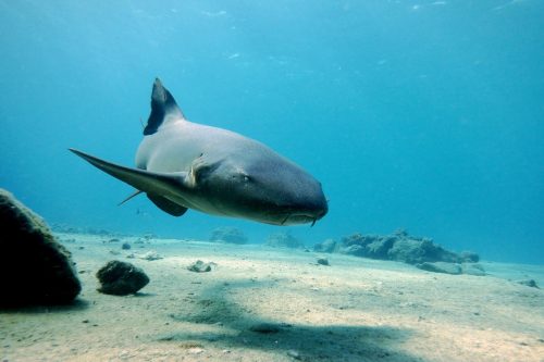 Gray nurse shark