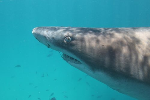 Gray nurse shark