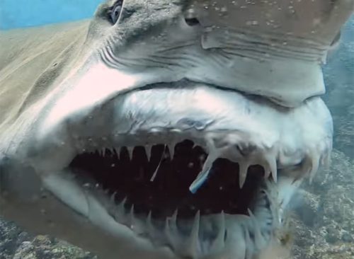 Moment a Gigantic Shark Shows Off His Teeth to a Scuba Diver