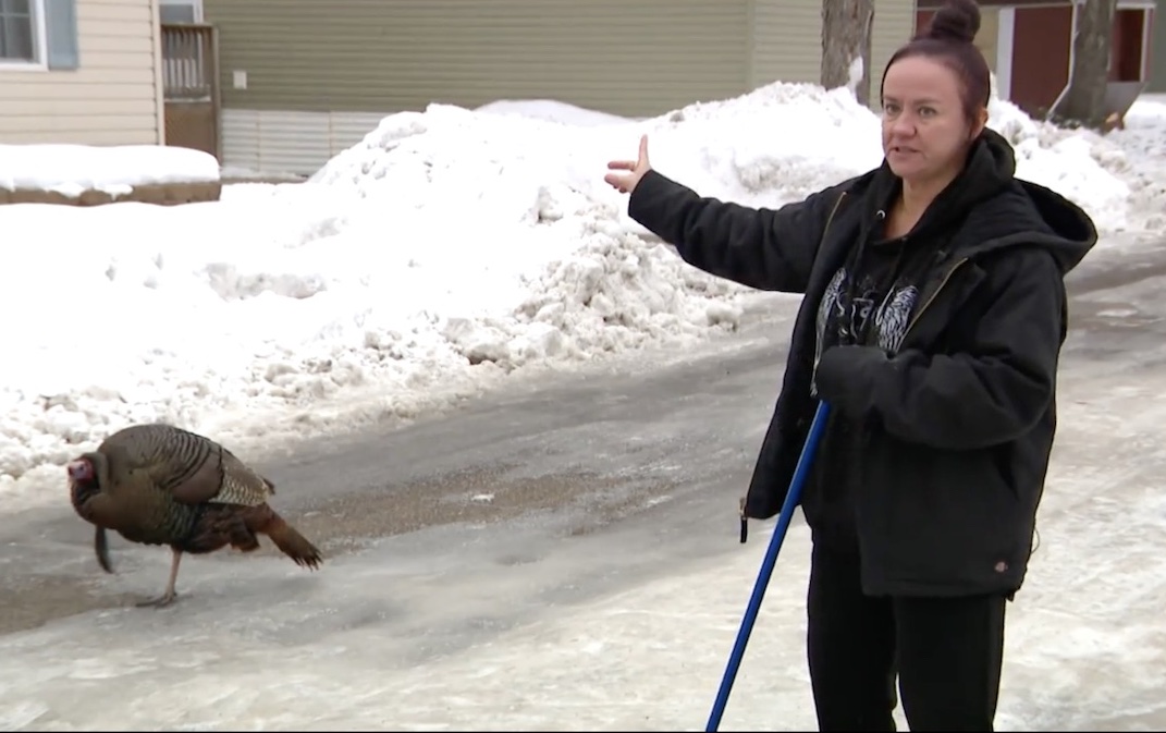 Wild Turkey Terrorizing Minnesota Residents Thinks I M His Mom   Turkey1 1 