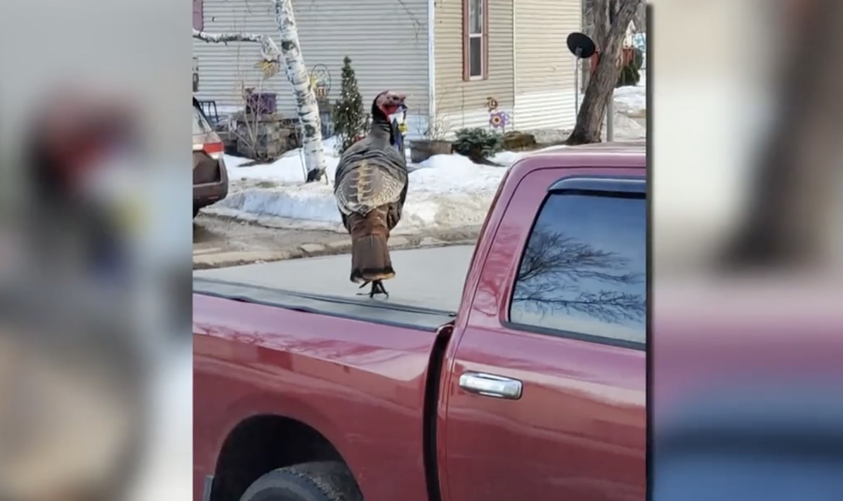 Wild Turkey Terrorizing Minnesota Residents Thinks I M His Mom   Turkey2 