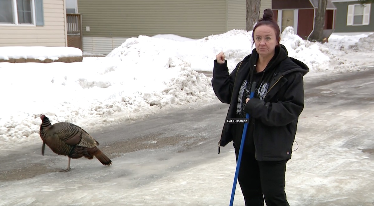 Wild Turkey Terrorizing Minnesota Residents Thinks I M His Mom   Turkey3 