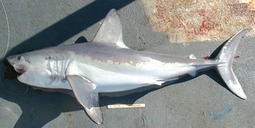 Porbeagle shark