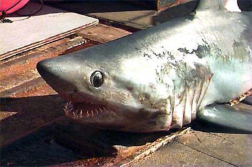 Porbeagle shark