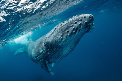 blue whale photographed underwater