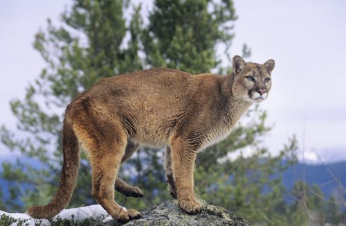 mountain lion