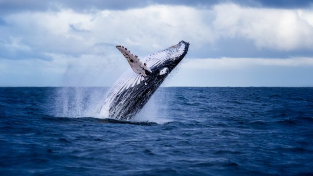 humpback whale, crazy facts