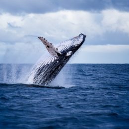 humpback whale, crazy facts