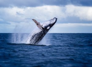 humpback whale, crazy facts