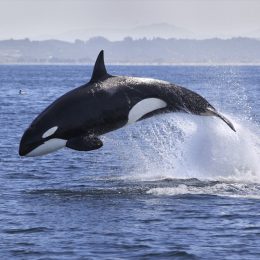 killer whale