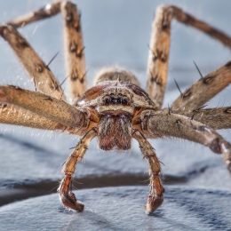 common huntsman spider close up