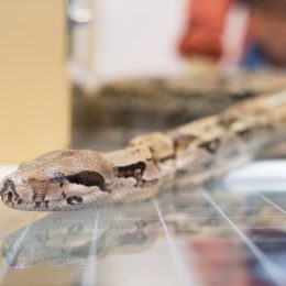 boa constrictor on tile surface inside home
