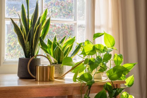 houseplants and watering can on windowsill