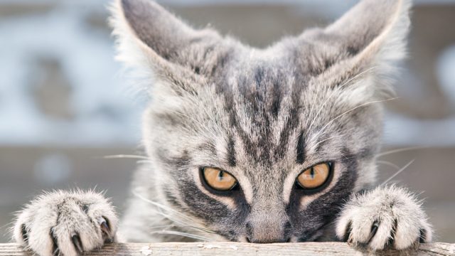 Cat climbing a table looking ahead.