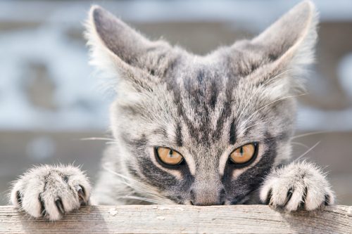 Cat climbing a table looking ahead.