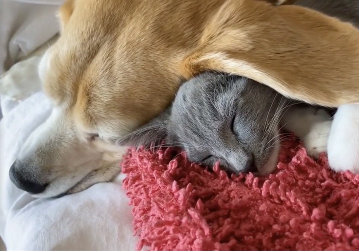 Cat Uses Dog's Big Ears as Comfy Blanket