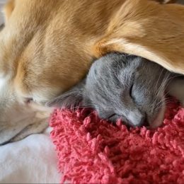 Cat Uses Dog's Big Ears as Comfy Blanket