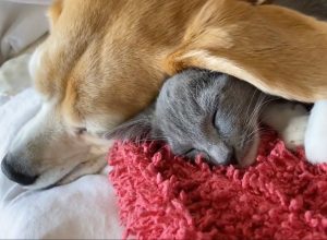 Cat Uses Dog's Big Ears as Comfy Blanket