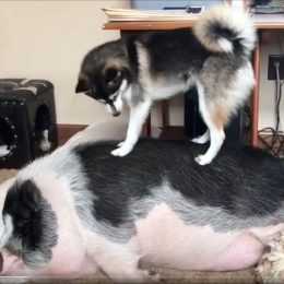 A Dog Desperately Tries to Wake Up Sleeping Pig Friend and Internet Loves It