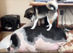 A Dog Desperately Tries to Wake Up Sleeping Pig Friend and Internet Loves It