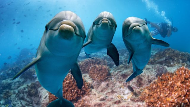 Group of dolphins.