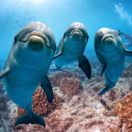 Group of dolphins.