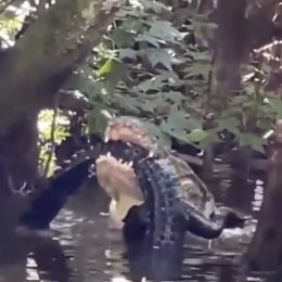 Video Shows Giant Alligator Eating Another Alligator, as Woman Watches
