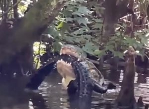 Video Shows Giant Alligator Eating Another Alligator, as Woman Watches
