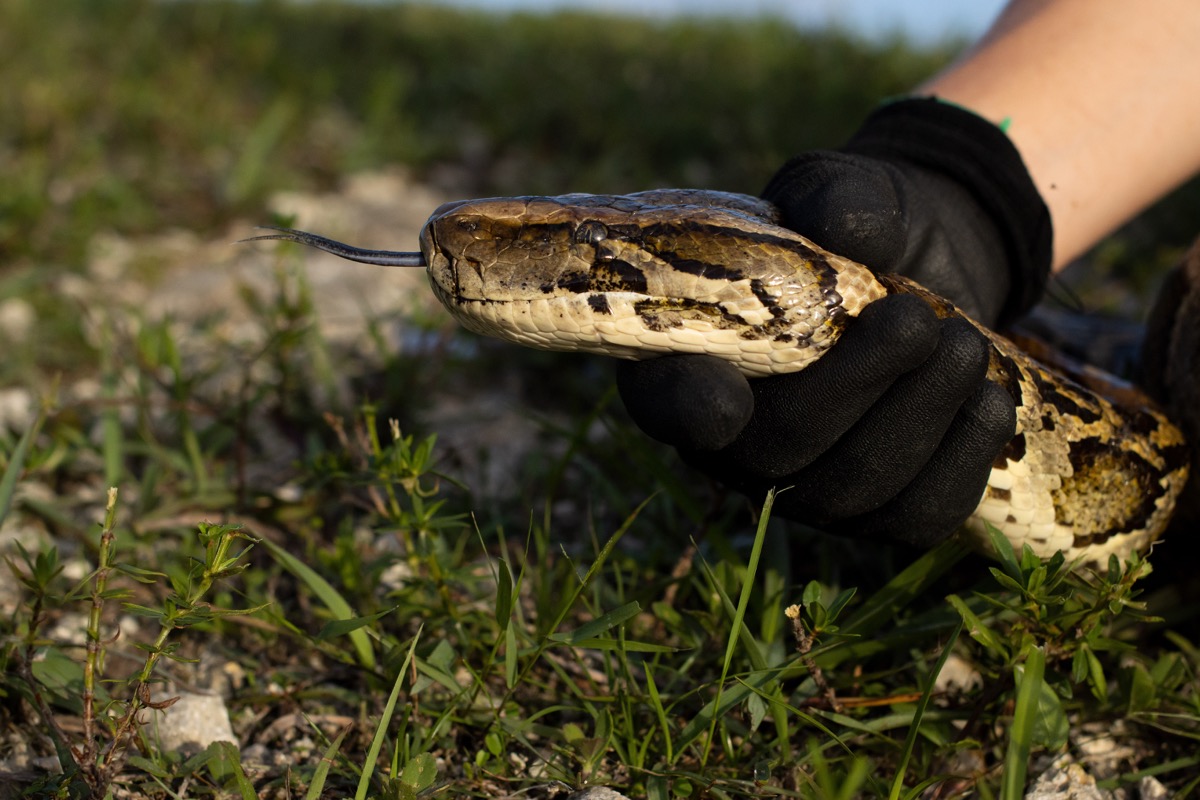 Florida Teen Wins $10,000 Catching 28 Invasive Burmese Pythons