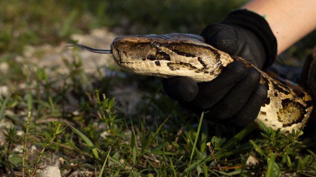 Florida Python Challenge