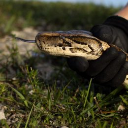 Florida Python Challenge
