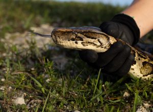 Florida Python Challenge