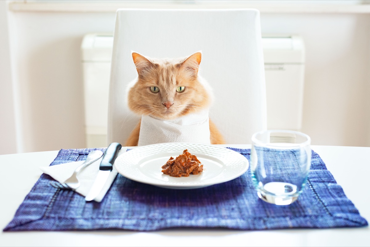 Cat Food Brand to Let Humans Eat Fancy Feast Newsful