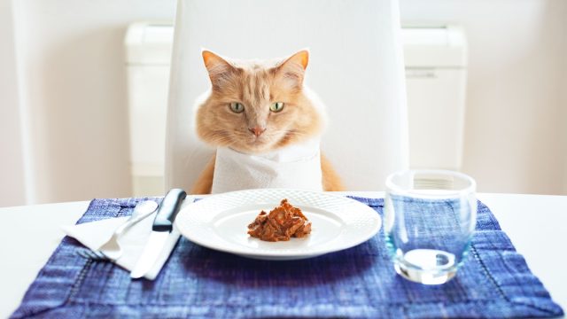 Cat sitting in front on a table set like a human with wet food on the plate.