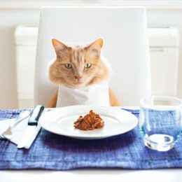 Cat sitting in front on a table set like a human with wet food on the plate.