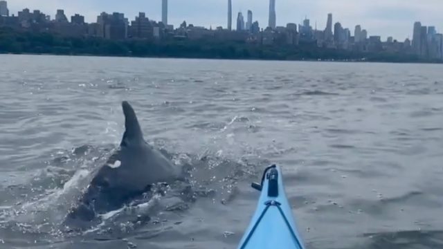 Delphin kayak nyc5