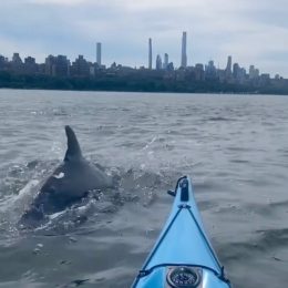 Video Shows Dolphins Joining NYC Kayaker