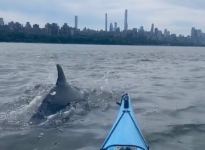 Video Shows Dolphins Joining NYC Kayaker