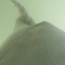 Video Shows Dolphin Eating 8 Venomous Sea Snakes, Captured on GoPro