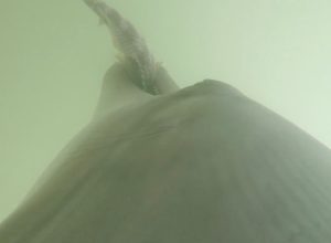 Video Shows Dolphin Eating 8 Venomous Sea Snakes, Captured on GoPro