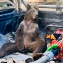 Intoxicated Bear Stoned on “Hallucinogenic Honey” Rescued by Rangers