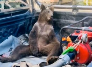 Intoxicated Bear Stoned on “Hallucinogenic Honey” Rescued by Rangers