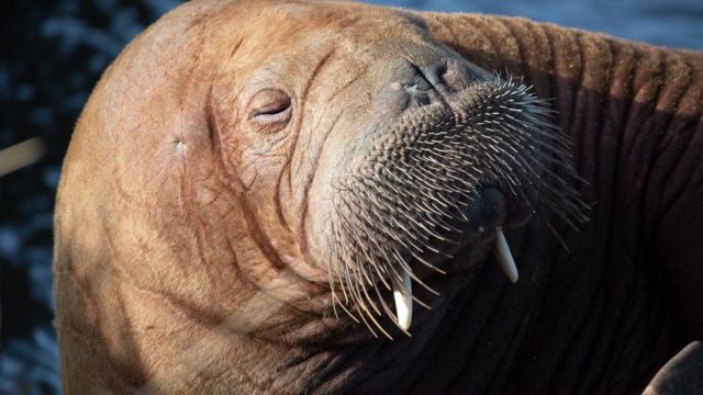 the walrus Freya resting in Hvide sande