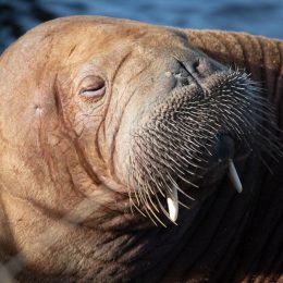 the walrus Freya resting in Hvide sande