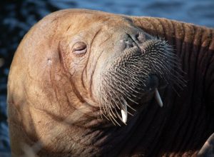 the walrus Freya resting in Hvide sande